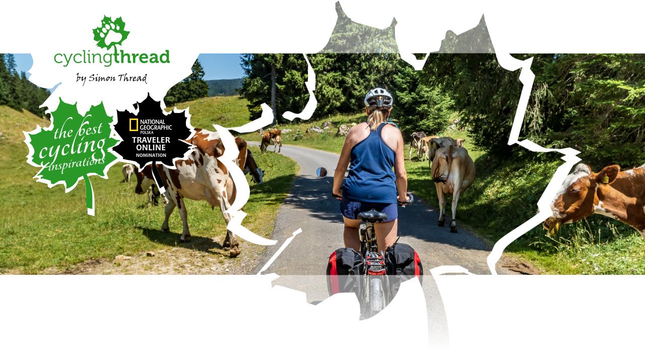 Cows on the cycling route in Switzerland