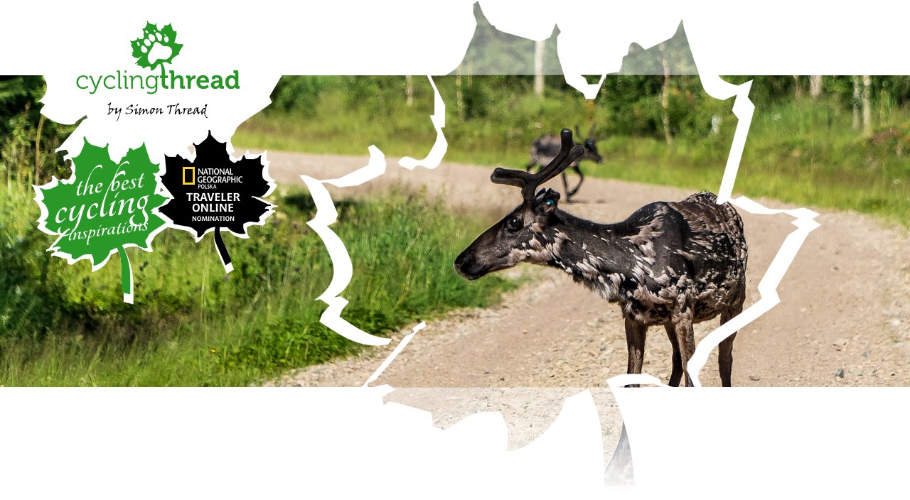 Cycling with reindeer in Lapland