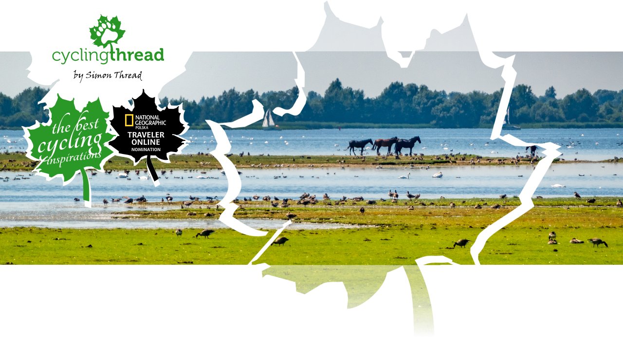 Polish konik horses in Lauwersmeer National Park