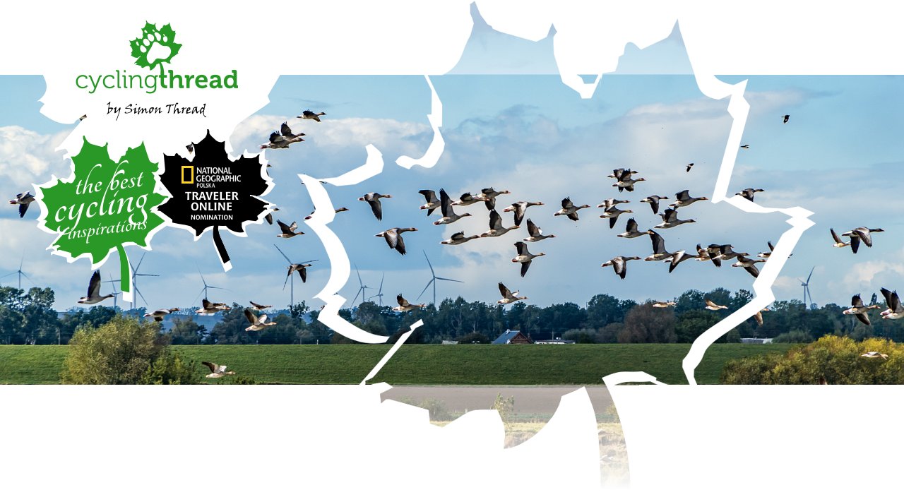 Tundra Geese in the Lower Vistula Valley