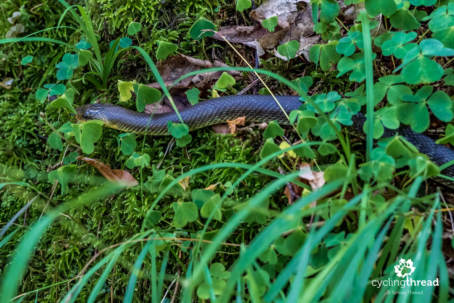 Aesculapian snake from the Gollinger Waterfall