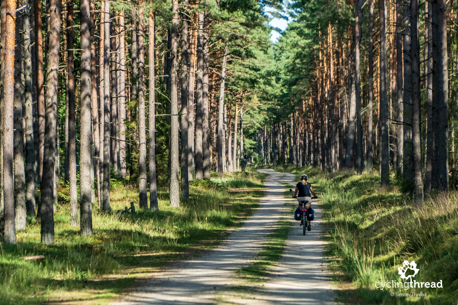 Beautiful forest section of EuroVelo 10
