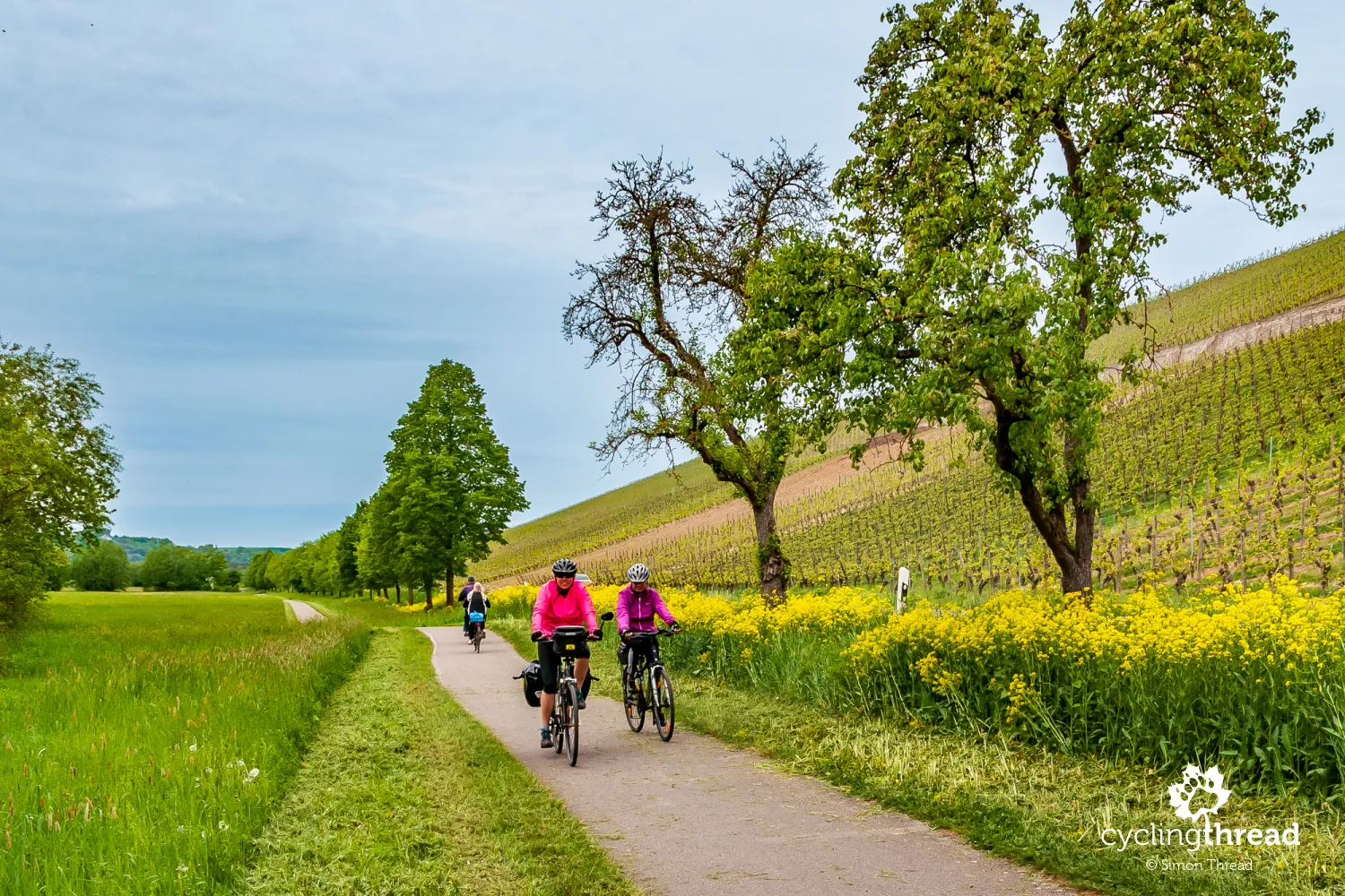 Bicycle route through Bavarian vineyards