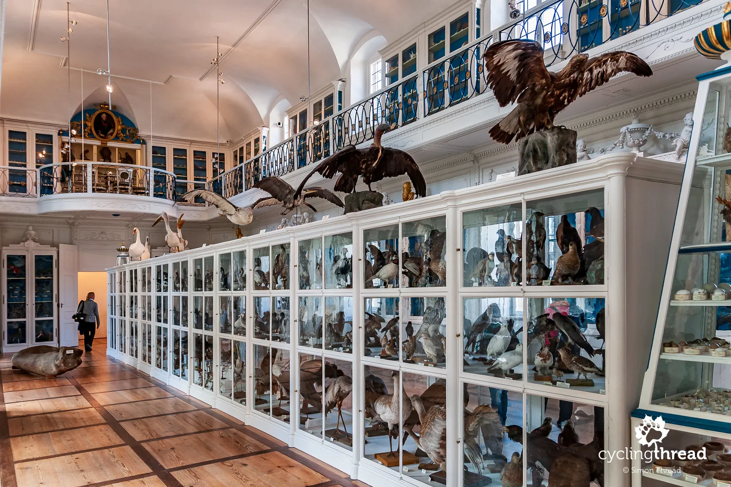 Bird Hall in the Natural History Museum