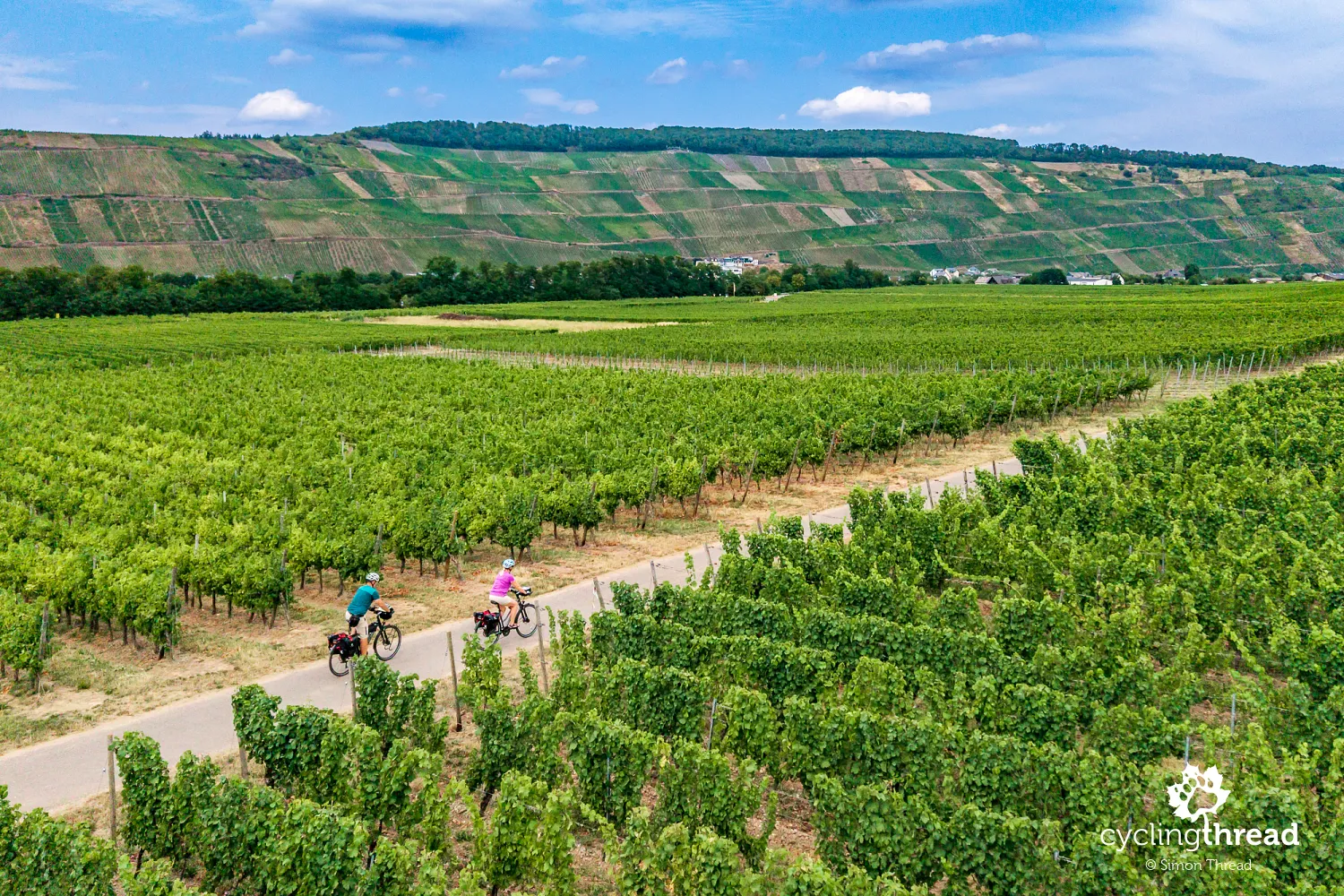 Cycling between rows of vines