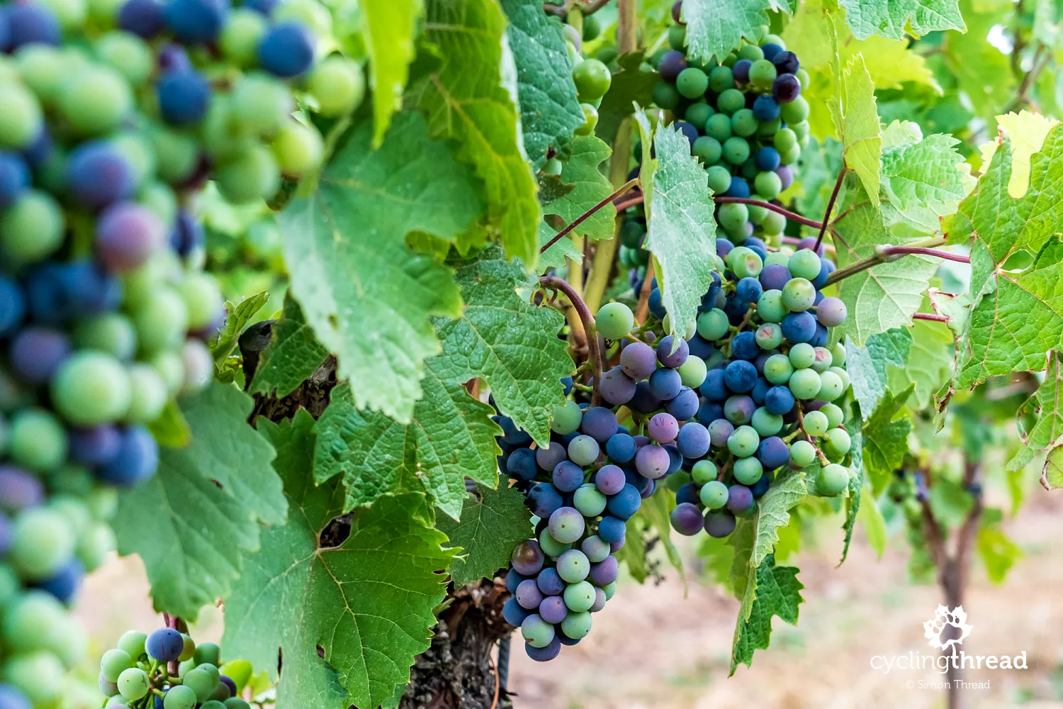 Grapevines in the Moselle Valley