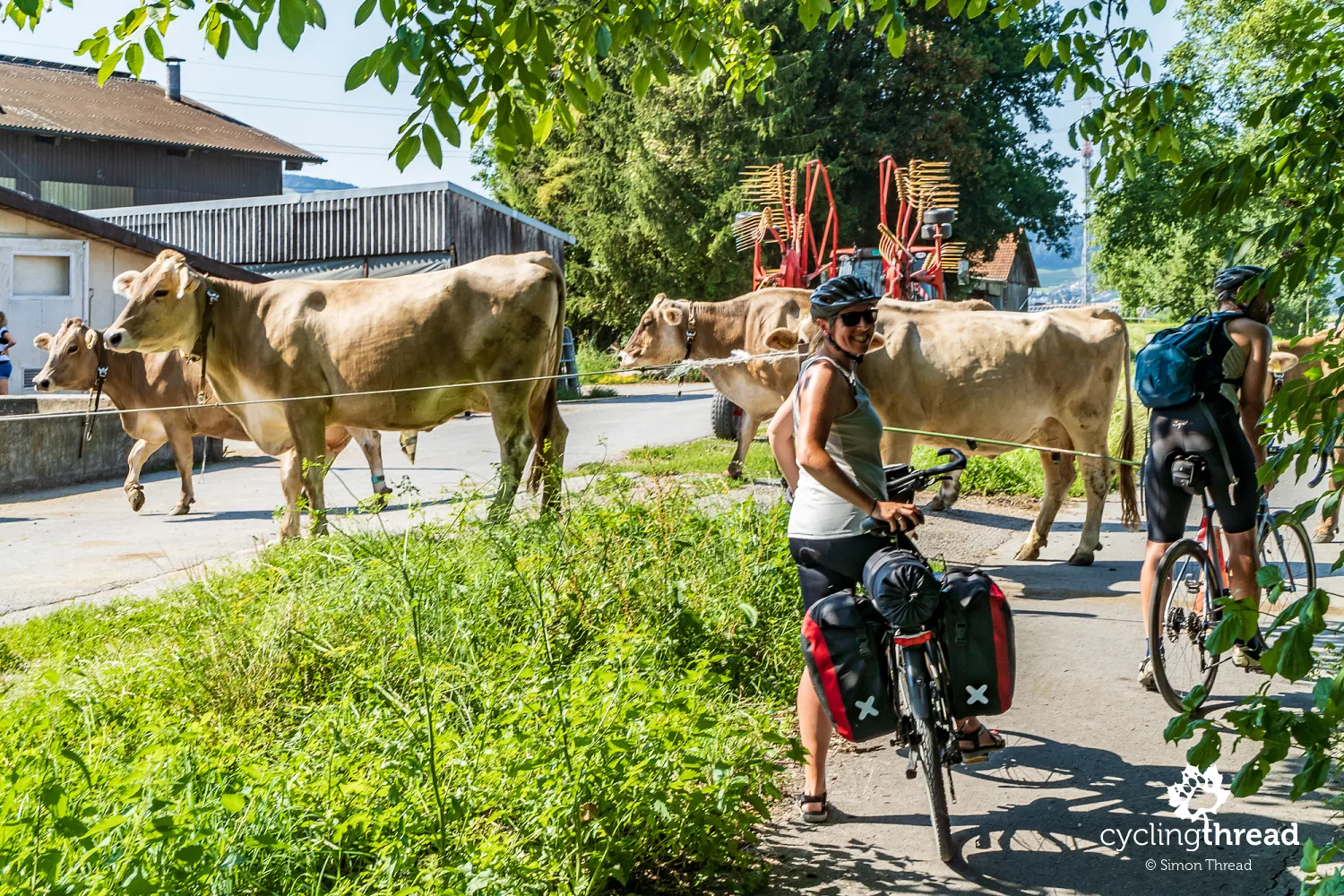 A living obstacle on the bicycle path