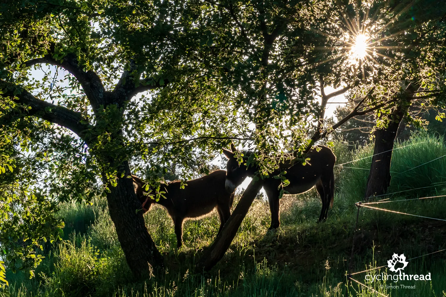 Meeting the donkeys of Provence