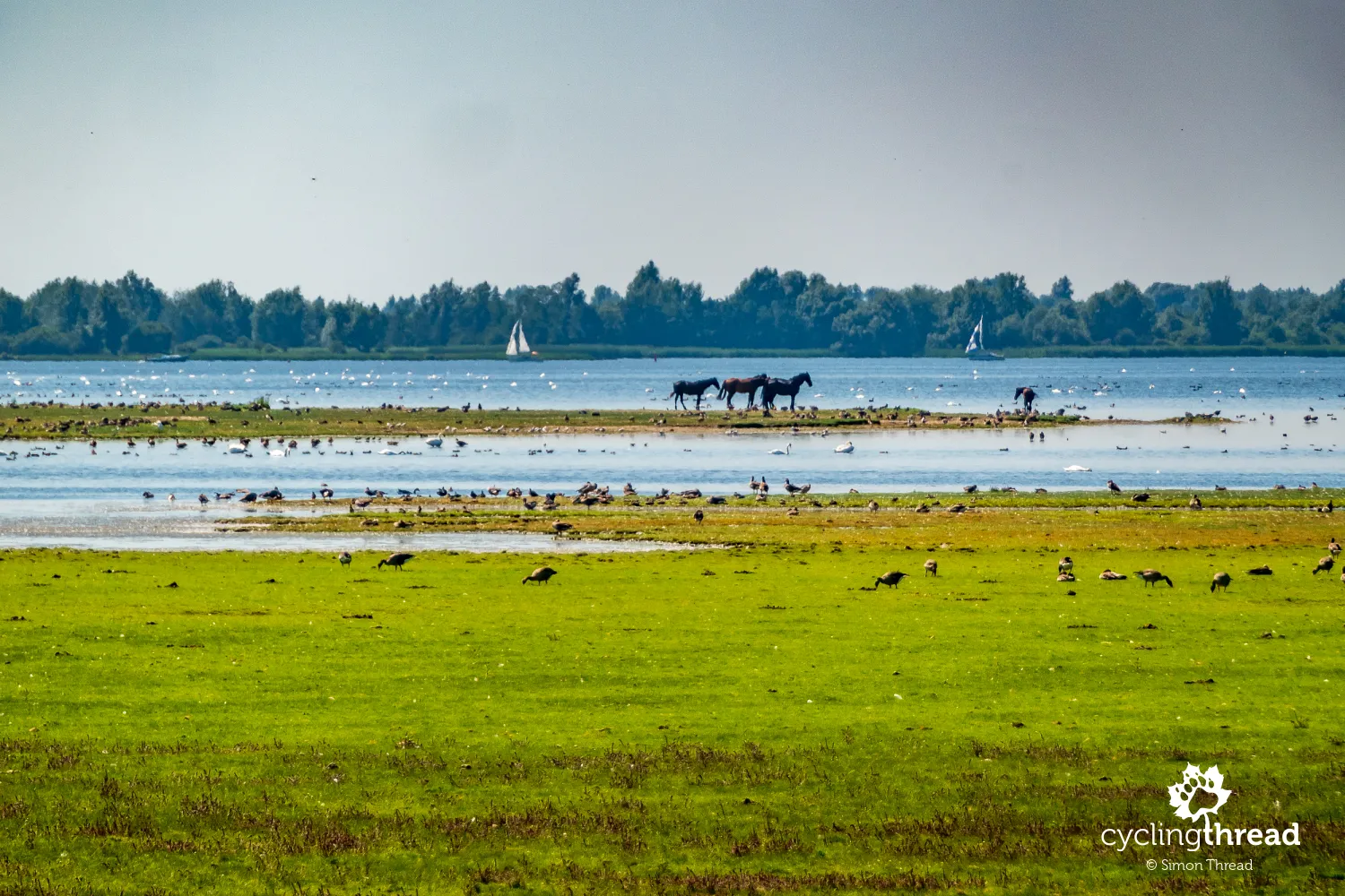 Polish konik horses in Lauwersmeer National Park