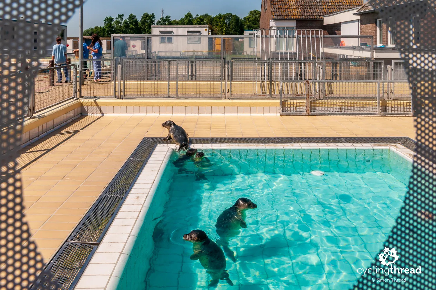 The Seal Rehabilitation and Research Centre in Pieterburen