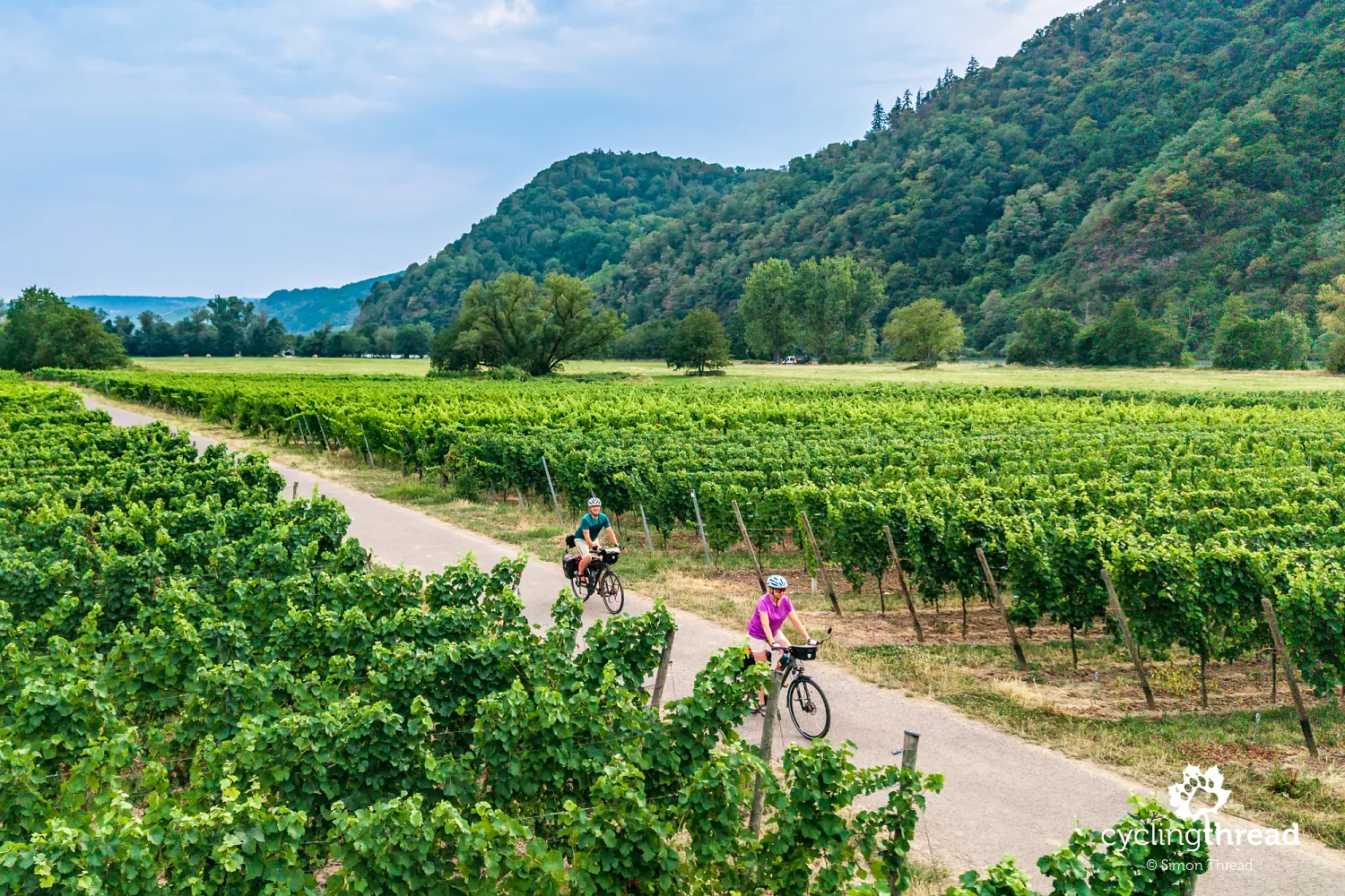 Vineyards along the Moselle Cycle Route