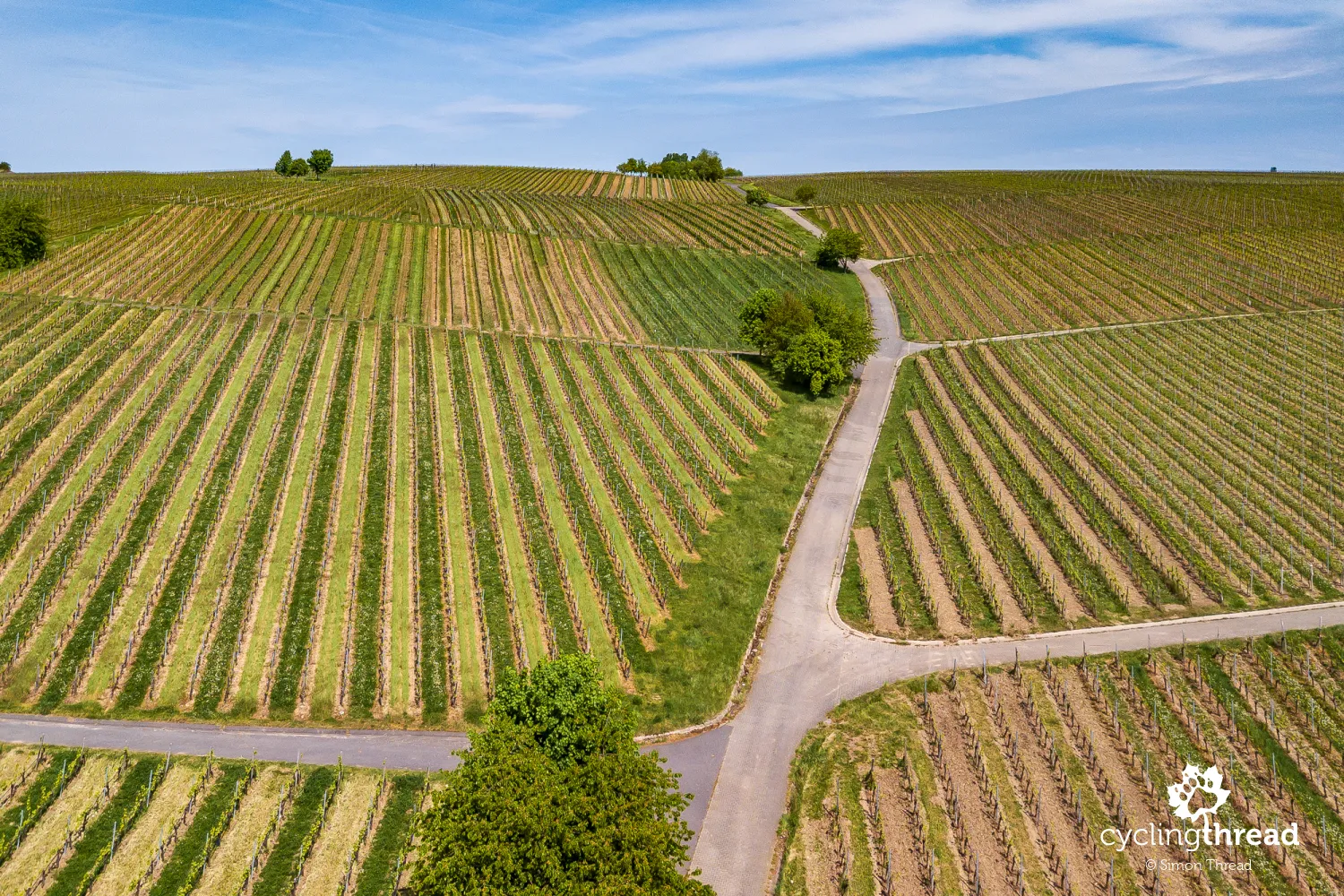 Vineyards near Volkach in Franconia