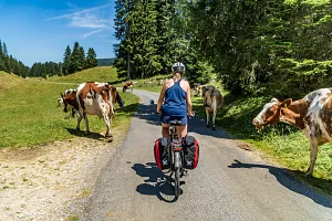 Cows on the cycling route in Switzerland