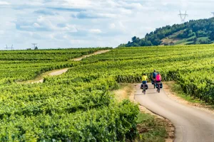 Cycling through the Burgundy vineyards