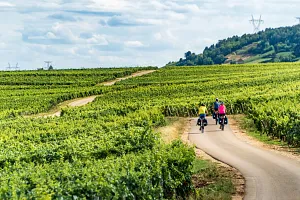 Cycling through the Burgundy vineyards