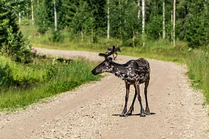 Cycling with reindeer in Lapland