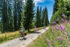 A forest section of&nbsp;the&nbsp;Jura Route in&nbsp;Switzerland