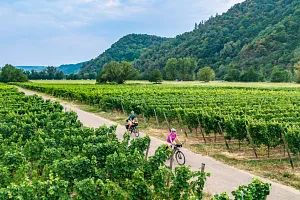 Vineyards along the&nbsp;Moselle Cycle Route